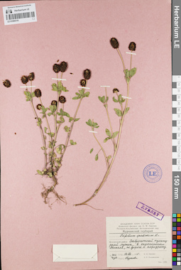 LE 01094318