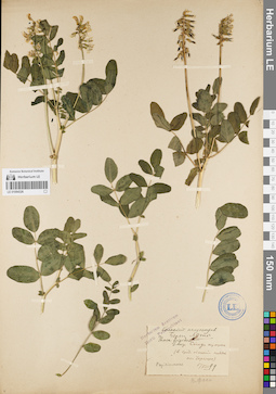 LE 01094326