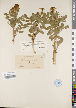 LE 01094337