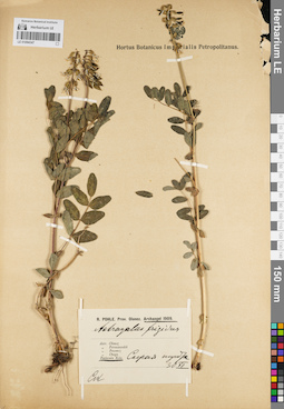LE 01094347