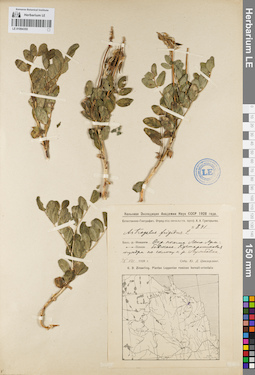 LE 01094355