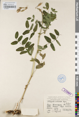 LE 01094381
