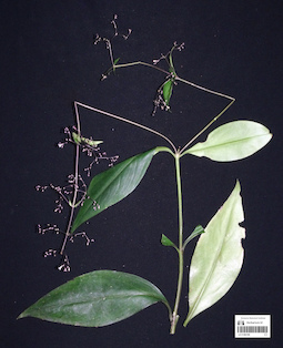 LE 01360189