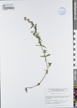 LE 01080439