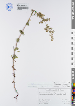 LE 01085269