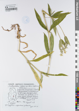 LE 01108786