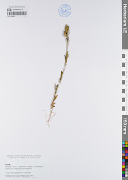 LE 01119381