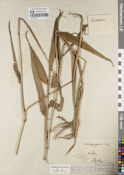 LE 01153134