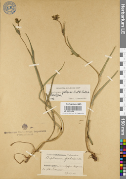LE 00051428