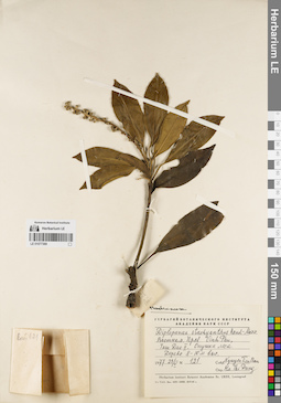 LE 01077369