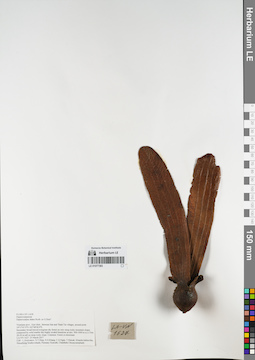 LE 01077383