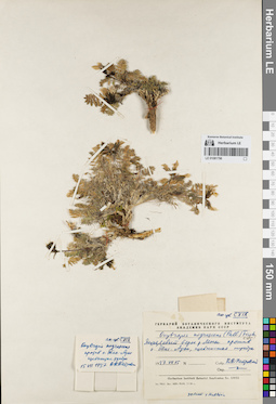 LE 01081796