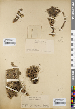 LE 01081811