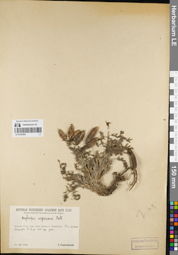 LE 01081824