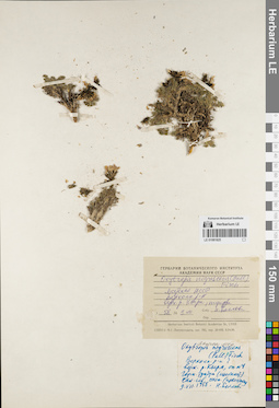 LE 01081825
