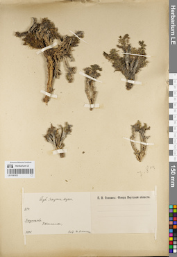 LE 01081833