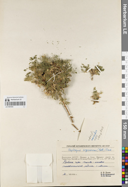 LE 01081843