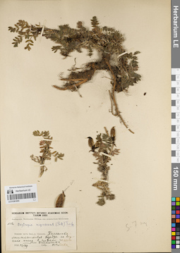 LE 01081855
