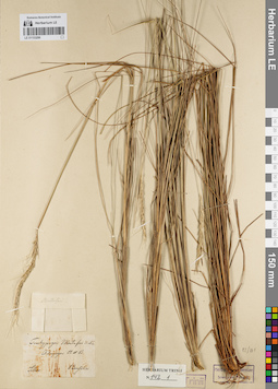 LE 01153286