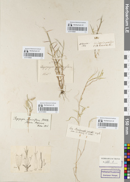 LE 01153925