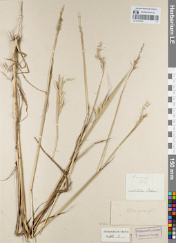 LE 01153475