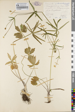 LE 01085580