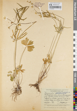 LE 01085703