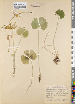 LE 01085726