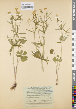 LE 01085729