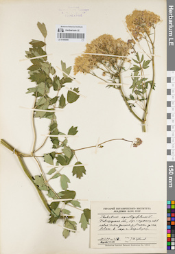 LE 01085809