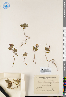 LE 00052262