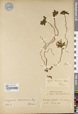 LE 00052276