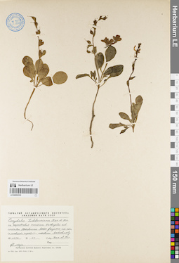 LE 00052335