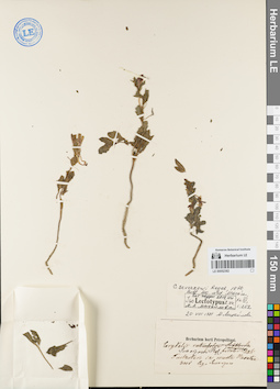 LE 00052382
