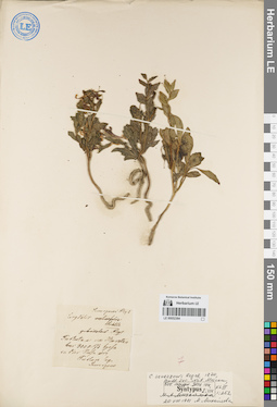 LE 00052384