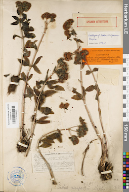 LE 01036025