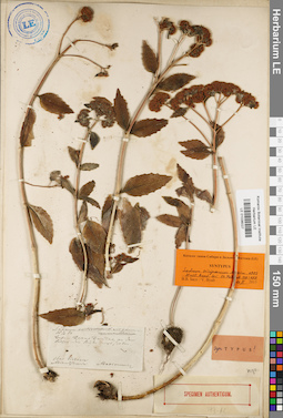 LE 01036027
