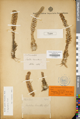 LE 01036040