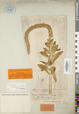 LE 01036041