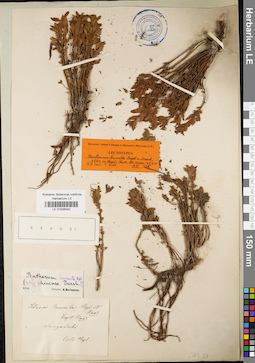 LE 01036042