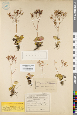 LE 01036063