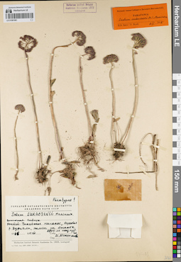 LE 01081961