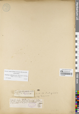 LE 01081965