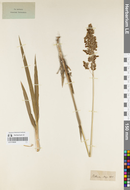LE 01159240