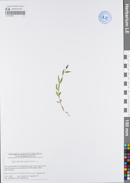 LE 01101899