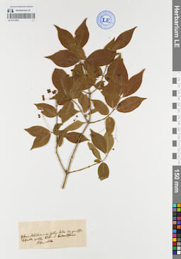 LE 01121833