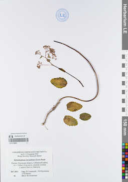 LE 01138993