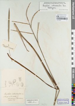 LE 01154176