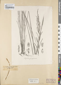 LE 01154206