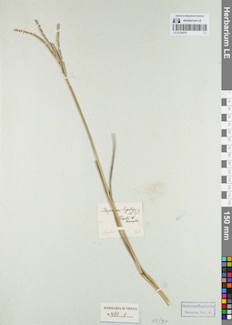 LE 01154215